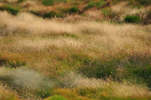 Até a relva, com suas cores fortes,  é linda no Yellowstone National Park, em Wyoming, nos Estados Unidos